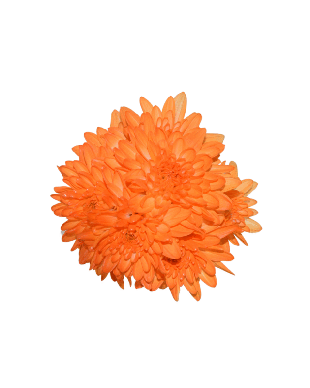 Fc 264 Naranja - Imagen 4