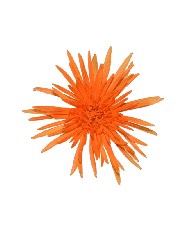 Fc 264 Naranja - Imagen 2