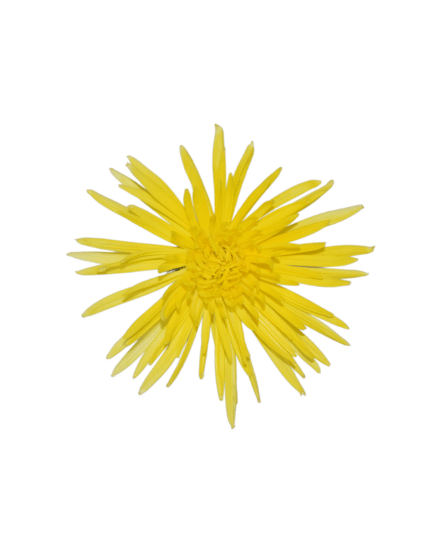 Fc 109 Amarillo flor y follajes - Imagen 2
