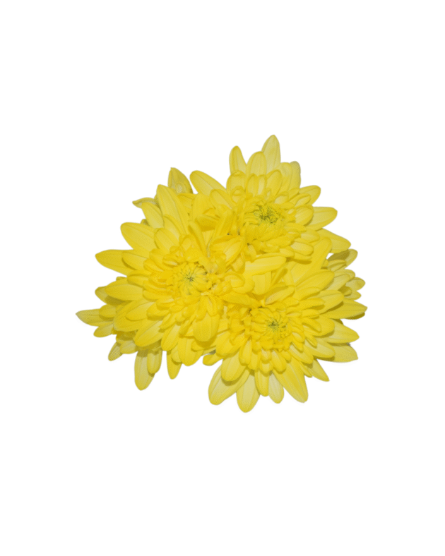 Fc 109 Amarillo flor y follajes - Imagen 4