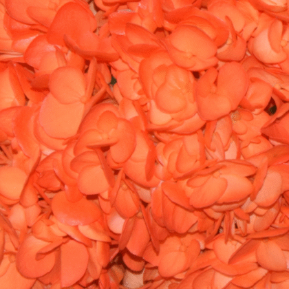 Fc 264 Naranja