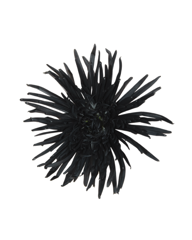 Fc 110 Negro perfecto - Imagen 2