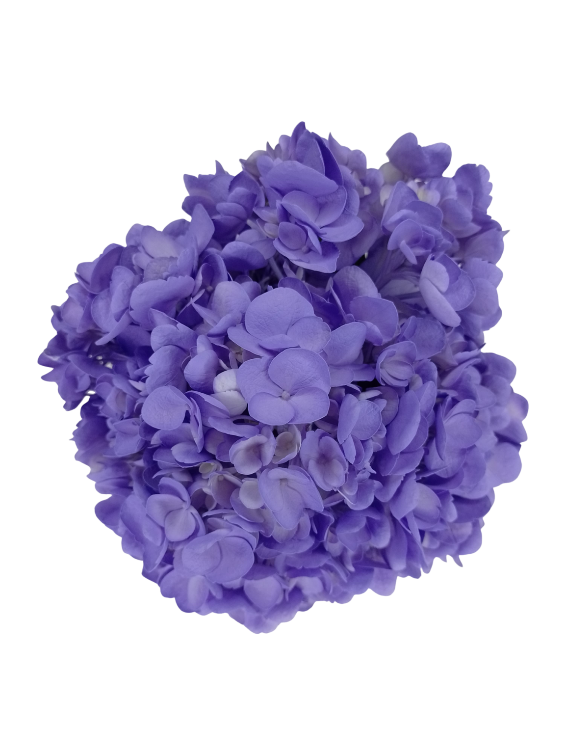 aspersi-n-regulares-p-gina-2-flower-colors
