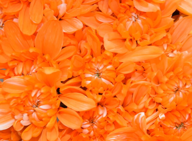 Fc-a02 Naranja absorción