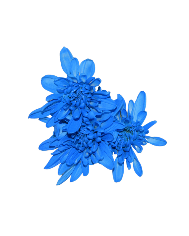 Fc 270 Sky blue - Imagen 4