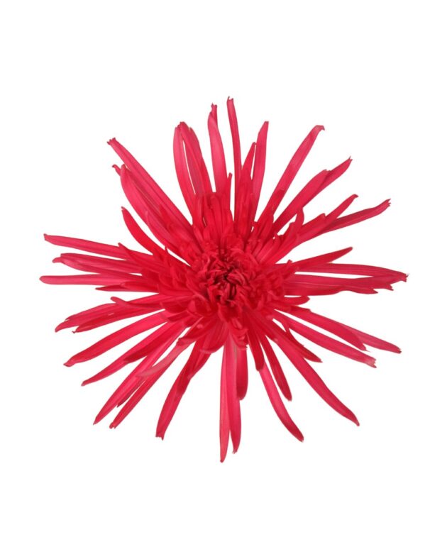 Fc 106 Magenta - Imagen 2