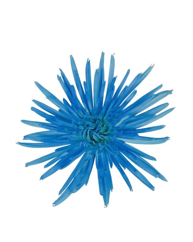 Fc 270 Sky blue - Imagen 2