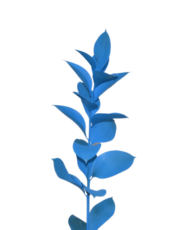 Fc 270 Sky blue - Imagen 3