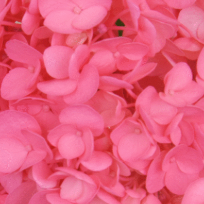 Fc 224 Dark Pink