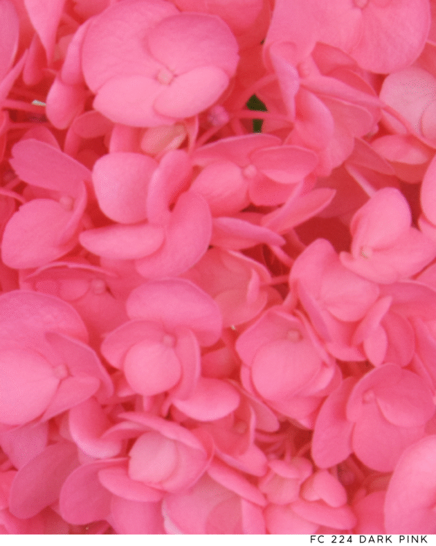 Fc 224 Dark Pink