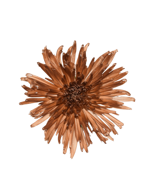 Fc 333 Mocha mousse metalic - Imagen 2
