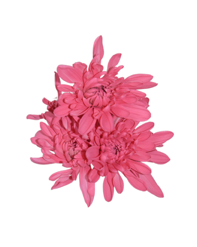 Fc 224 Dark Pink - Imagen 4