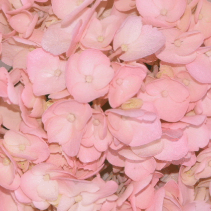 Fc 223 Pink