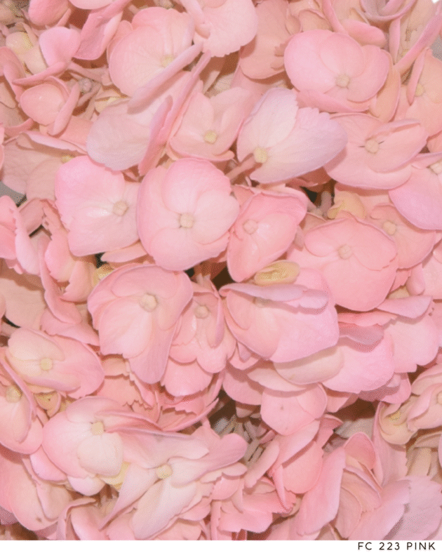 Fc 223 Pink
