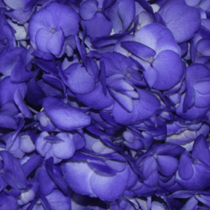 Fc 139 Violeta intenso