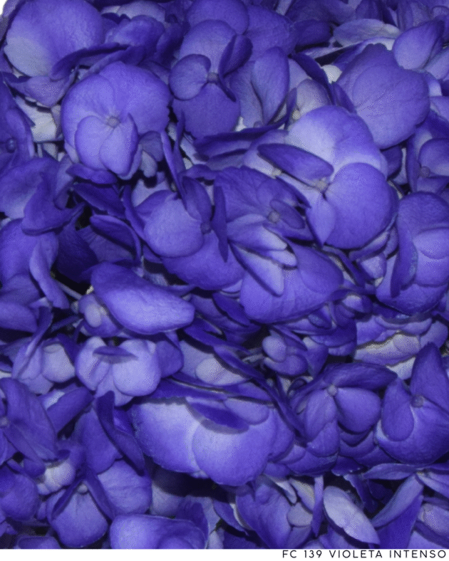 Fc 139 Violeta intenso