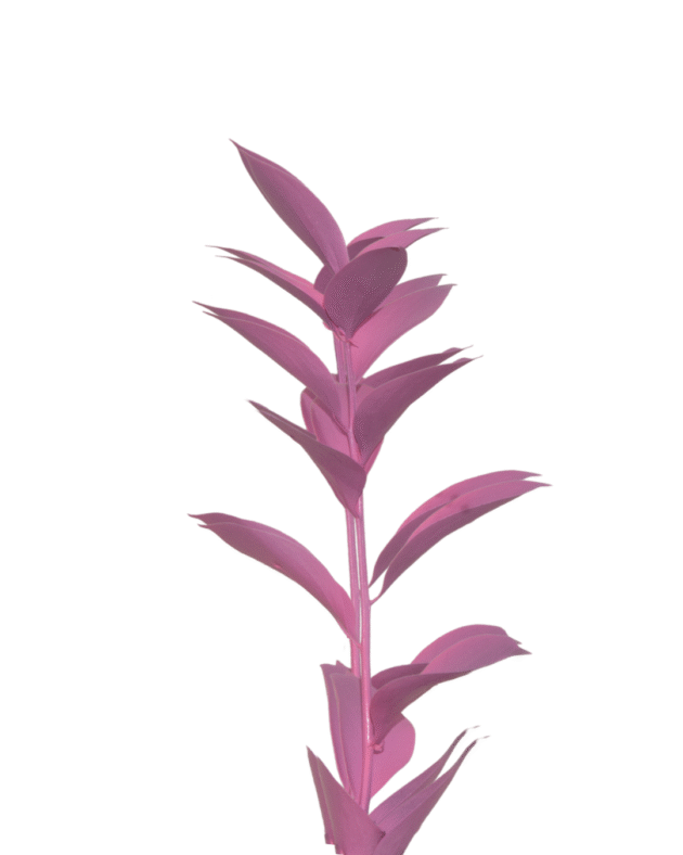 Fc 224 Dark Pink - Imagen 3