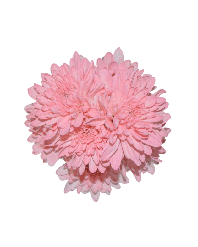 Fc 223 Pink - Imagen 4