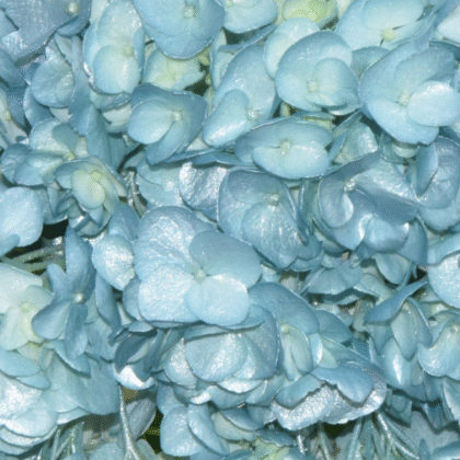 Fc 338 Light blue metalic
