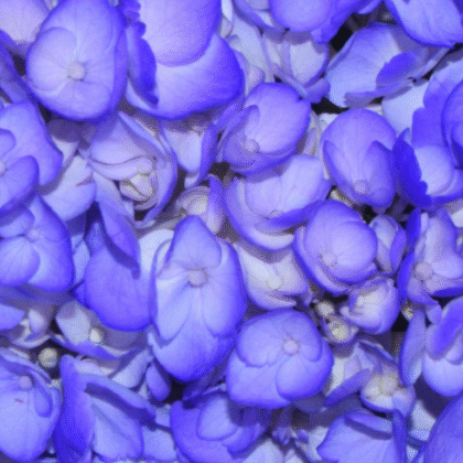 Fc 807 Violeta brillante