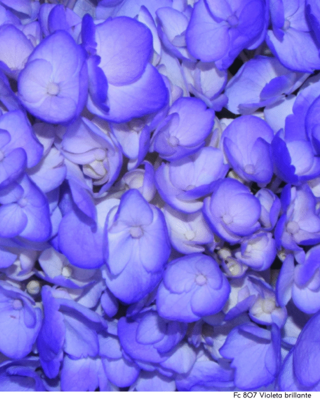 Fc 807 Violeta brillante