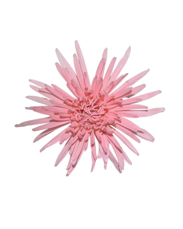 Fc 223 Pink - Imagen 2