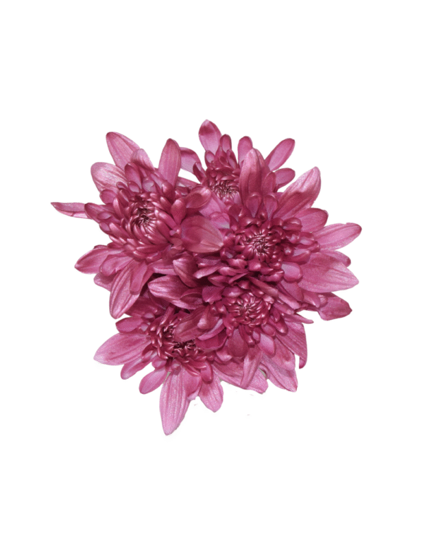 Fc 350 Golden rose metalic - Imagen 3