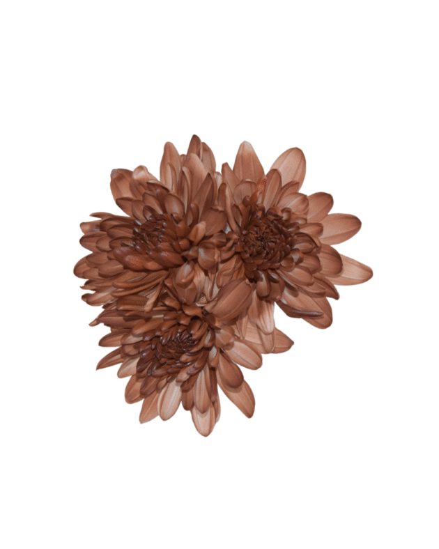 Fc 277 Terracota - Imagen 4