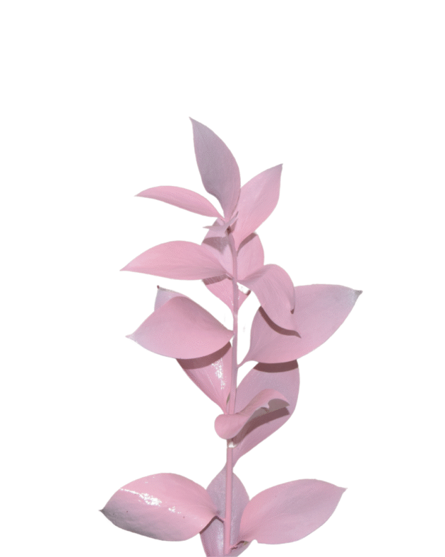 Fc 223 Pink - Imagen 3