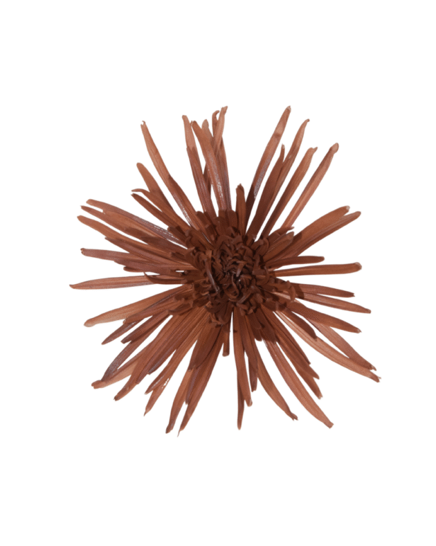 Fc 277 Terracota - Imagen 2