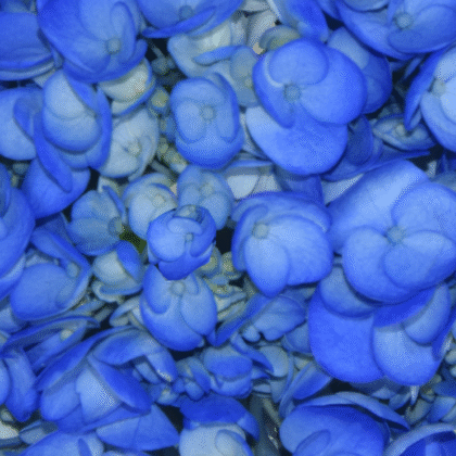 Fc 286 Natural blue
