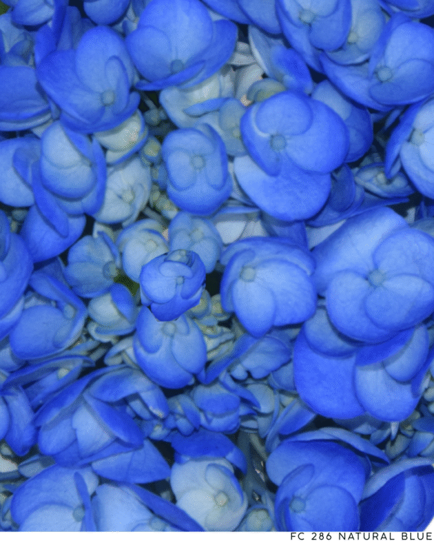 Fc 286 Natural blue
