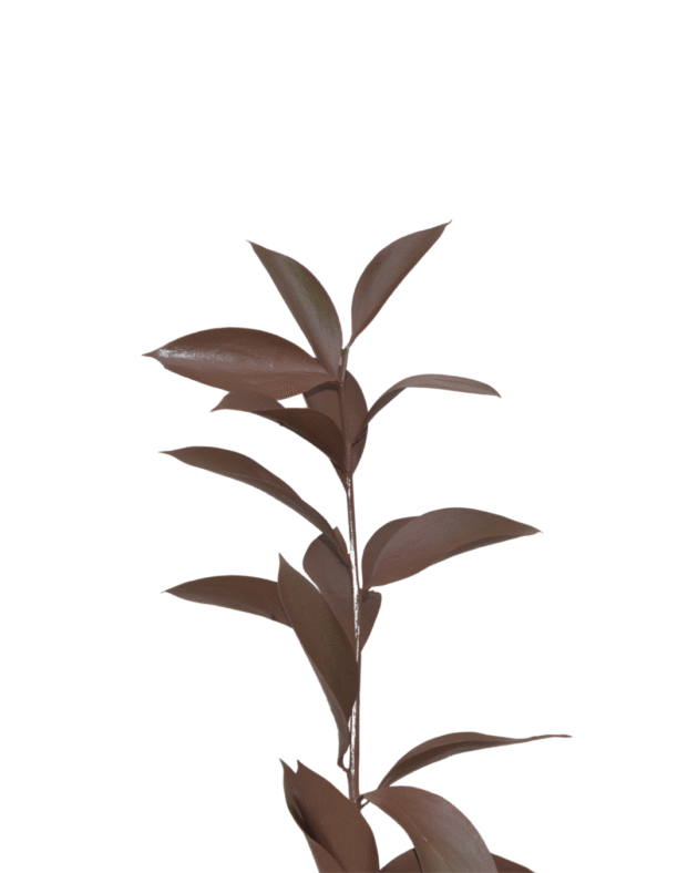 Fc 277 Terracota - Imagen 3