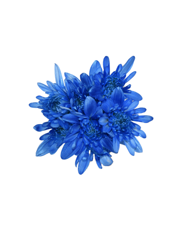 Fc 306 Azul metalic - Imagen 4