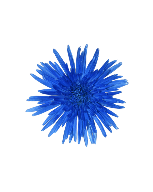 Fc 306 Azul metalic - Imagen 2