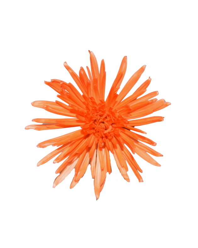 Fc 802 Naranja brillante - Imagen 2