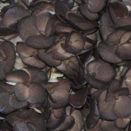 Fc 148 Chocolate