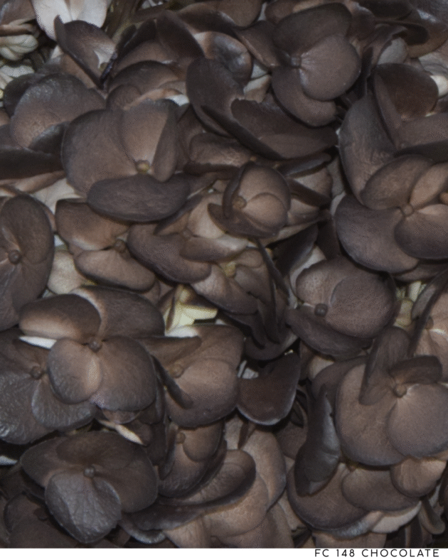 Fc 148 Chocolate