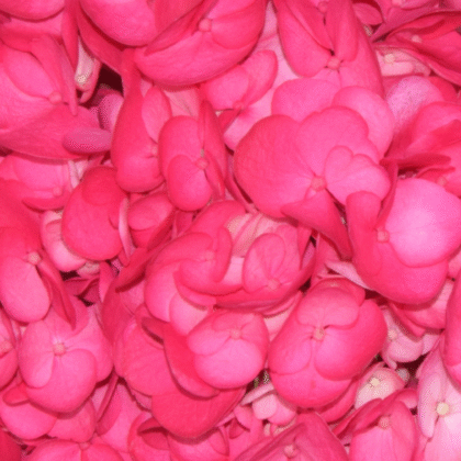Fc 106 Magenta