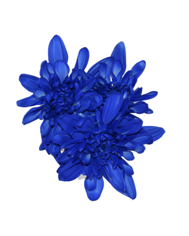 Fc 286 Natural blue - Imagen 4