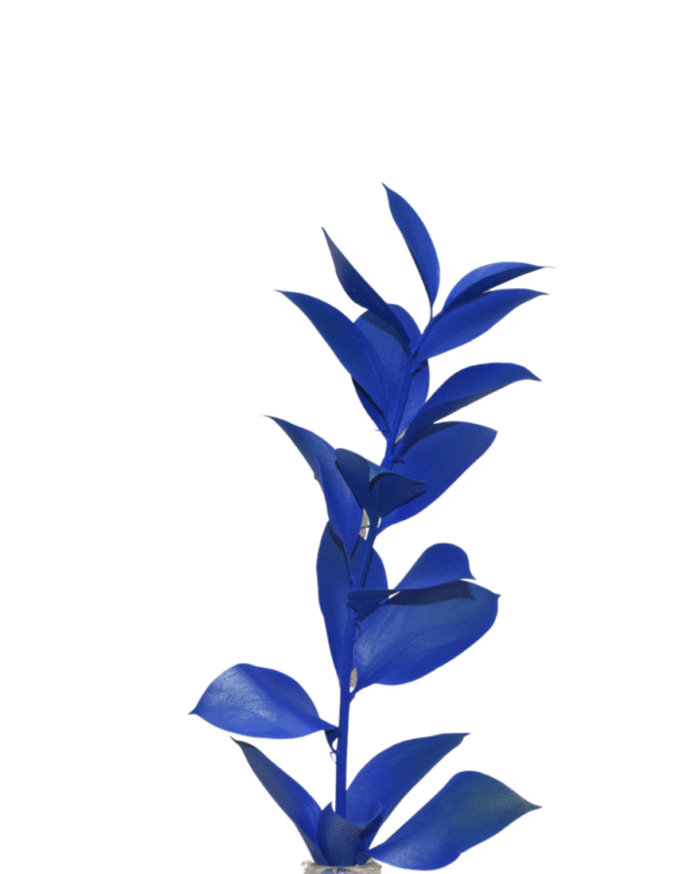 Fc 286 Natural blue - Imagen 3