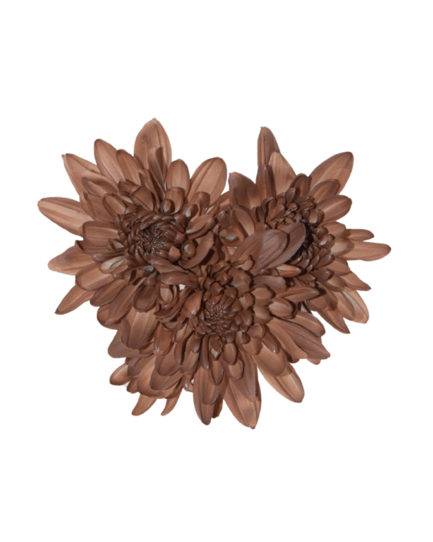 Fc 299 Mocha Mousse - Imagen 4