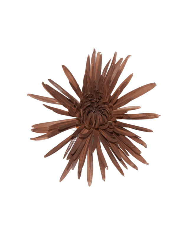 Fc 299 Mocha Mousse - Imagen 2