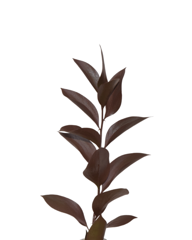 Fc 299 Mocha Mousse - Imagen 3