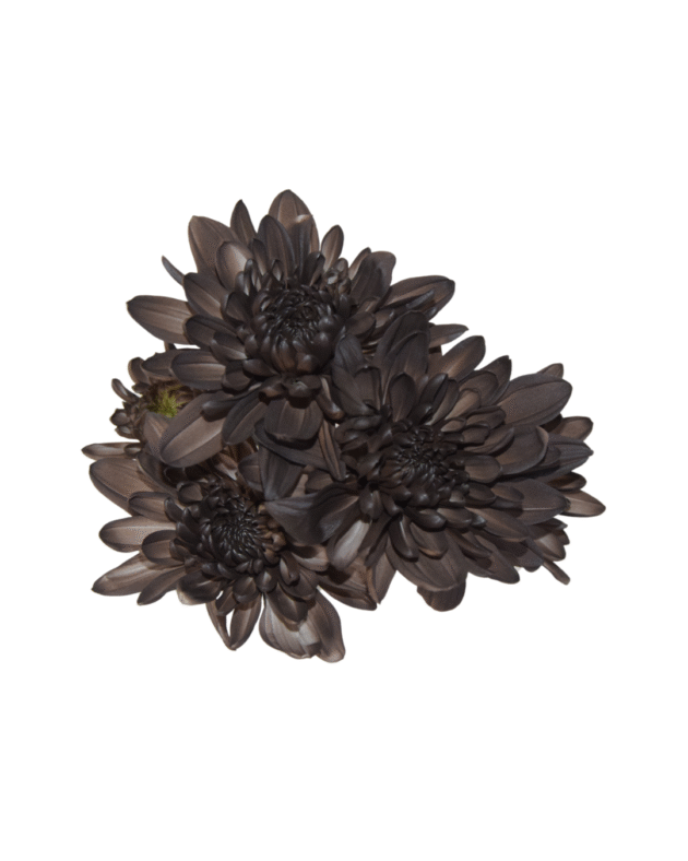 Fc 148 Chocolate - Imagen 4