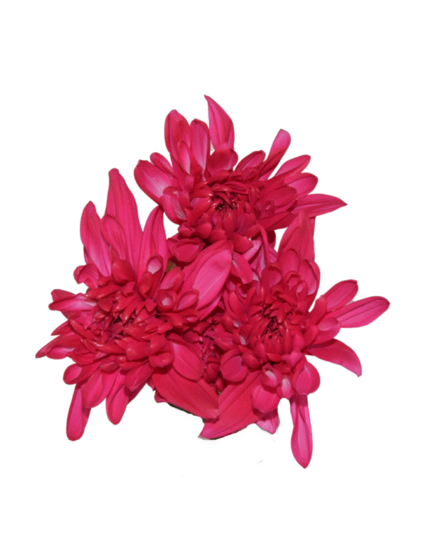 Fc 106 Magenta - Imagen 4