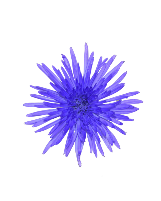 Fc 807 Violeta brillante - Imagen 2
