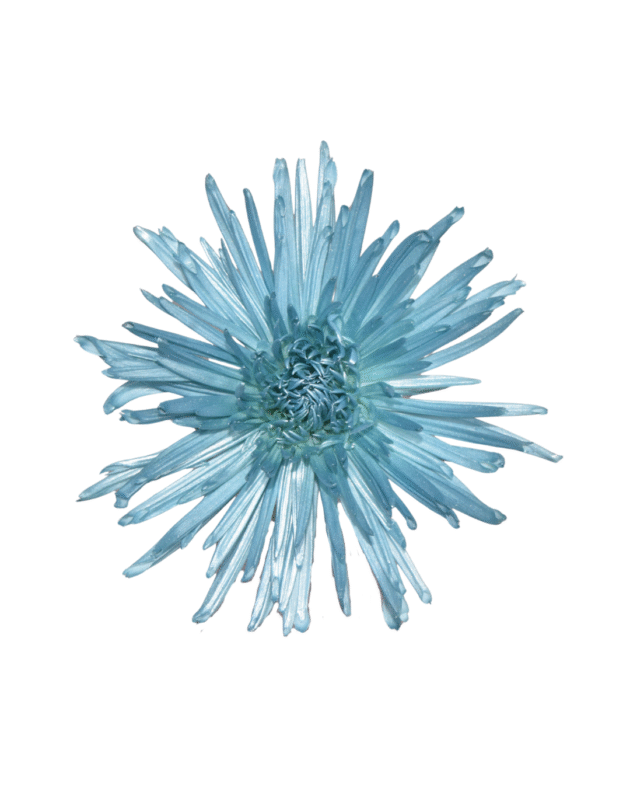 Fc 338 Light blue metalic - Imagen 2