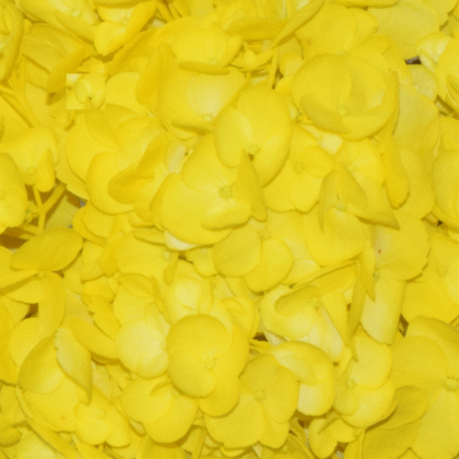 Fc 109 Amarillo flor y follajes