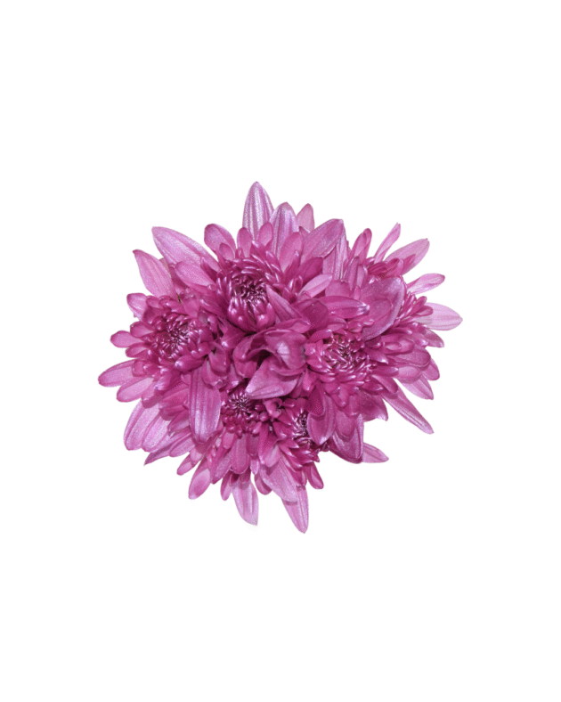 Fc 312 Hotpink metalic - Imagen 4